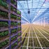 Теплица с досветкой, общий вид Промышленный светильник Lion Agritech 1400 Вт, верхний — фото