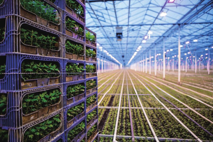 Теплица с досветкой, общий вид Промышленный светильник Lion Agritech 1400 Вт, верхний — фото