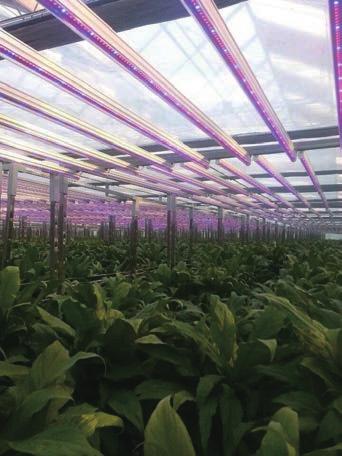 Линейные светильники над грядками Промышленный светильник Lion Agritech 1100 Вт, верхний — фото