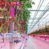Теплица: ряды досветки Промышленный светильник Lion Agritech 760 Вт, верхний — фото