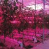 Томаты под досветкой Промышленный светильник Lion Agritech 650 Вт, верхний — фото