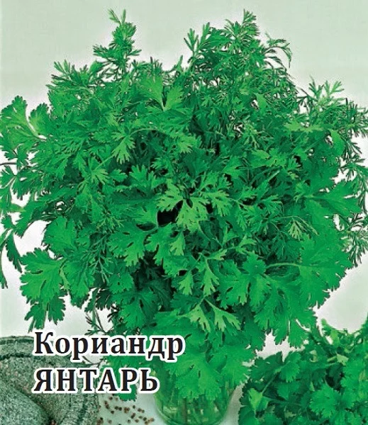 Семена Кориандр Янтарь 25,0 г (Гавриш)