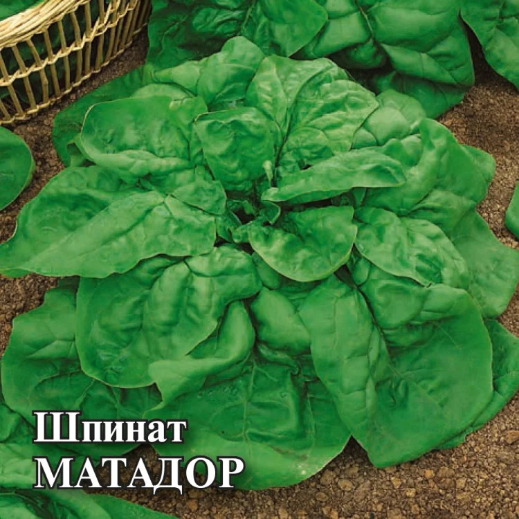 10005496 Семена Шпинат Матадор 25,0 г (Гавриш)