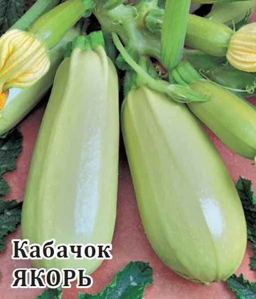 Семена Кабачок Якорь 25,0 г (Гавриш)