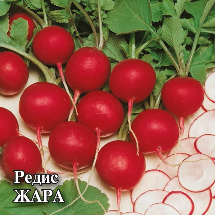 1026996802 Семена Редис Жара 25,0 г (Гавриш)