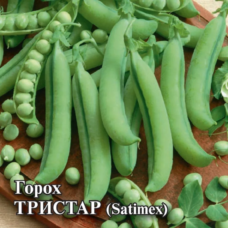 1071858453 Семена Горох овощной Тристар 25,0 г (Голландия) (Гавриш)