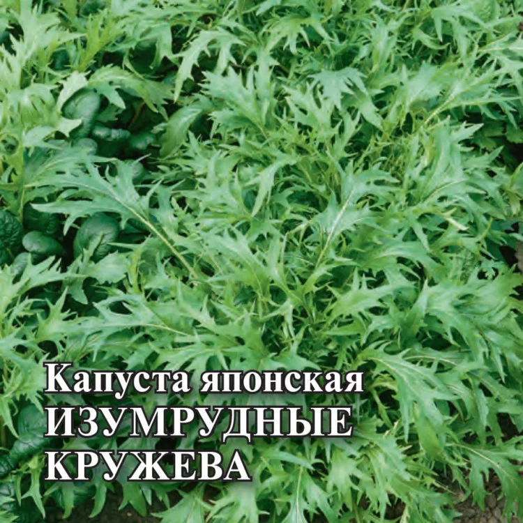 1071861381 Семена Капуста японская Изумрудные кружева 10 г DH (Гавриш)