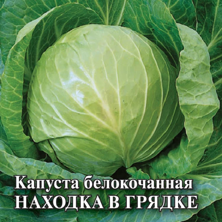 1071862792 Семена Капуста белокоч. Находка в грядке 10 г автор. (Гавриш)