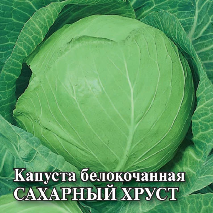 1071862794 Семена Капуста белокоч. Сахарный хруст 10 г (ранняя) (Гавриш)