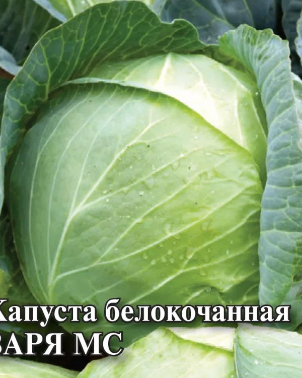 Семена Капуста белокоч. Заря МС  10 г (ранняя) DH (Гавриш)