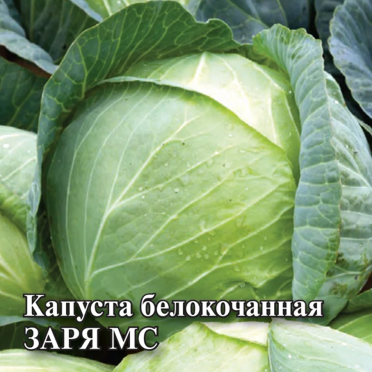 1071862927 Семена Капуста белокоч. Заря МС 10 г (ранняя) DH (Гавриш)