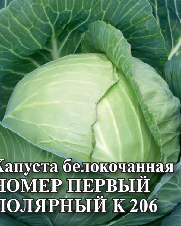 Семена Капуста белокоч. Номер первый полярный К 206 10 г (ранняя) DH (Гавриш)