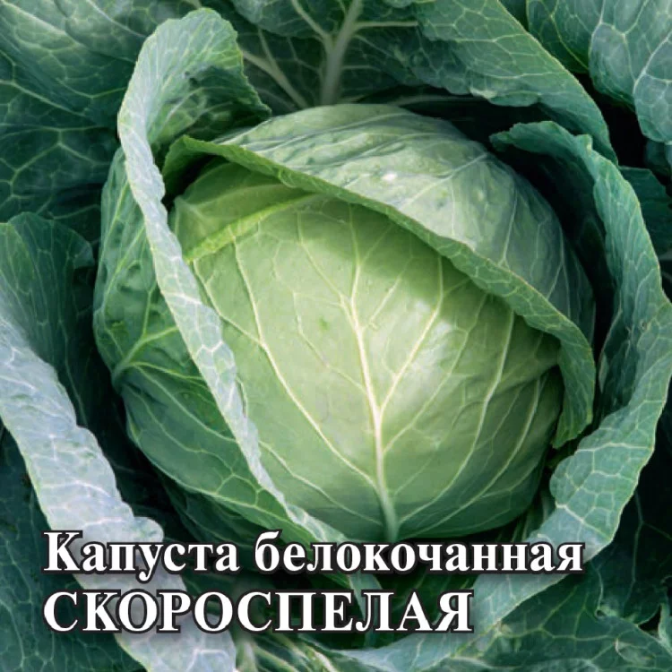 1071862935 Семена Капуста белокоч. Скороспелая 10 г (ранняя) DH (Гавриш)
