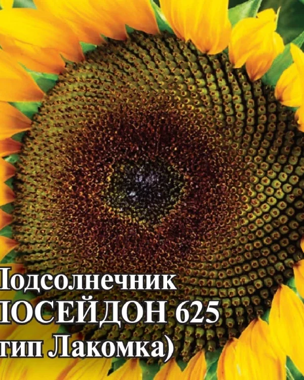 Семена Подсолнечник Посейдон 625 (тип Лакомка) 100 г (протравленные) (Гавриш)