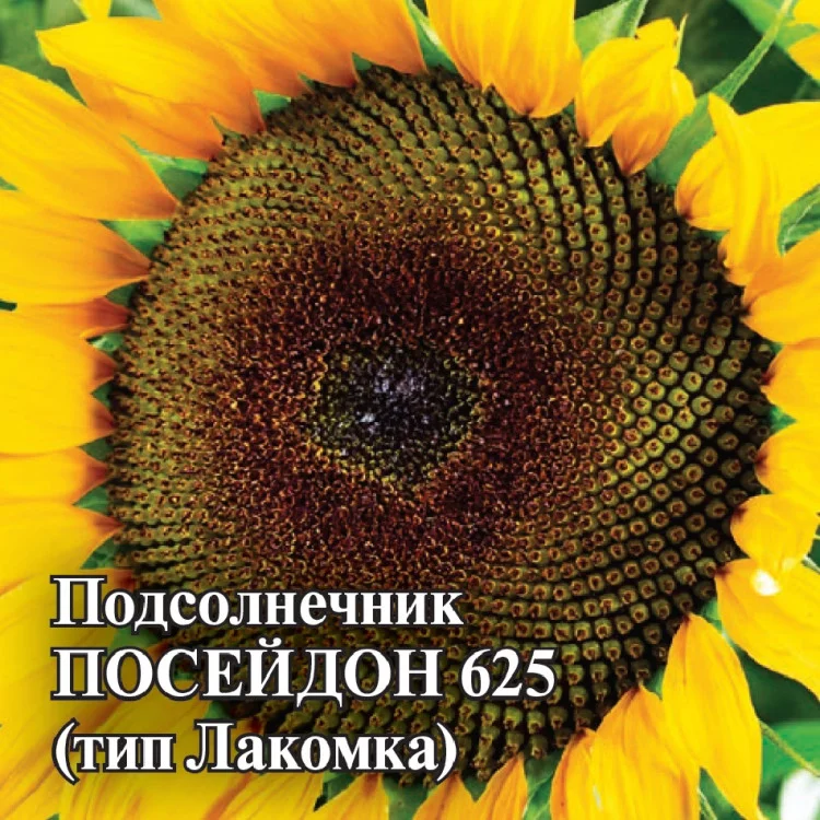 1081866728 Семена Подсолнечник Посейдон 625 (тип Лакомка) 100 г (протравленные) (Гавриш)