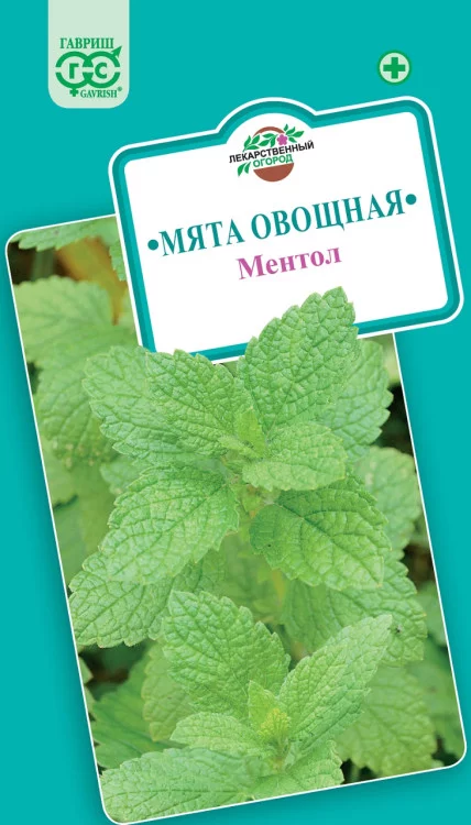 Семена Мята Ментол* 0,05 г ХИТ х3& (Гавриш)