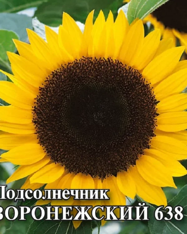 Семена Подсолнечник Воронежский 638 100 г (Гавриш)