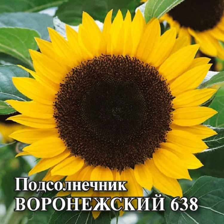 1999944128 Семена Подсолнечник Воронежский 638 100 г (Гавриш)