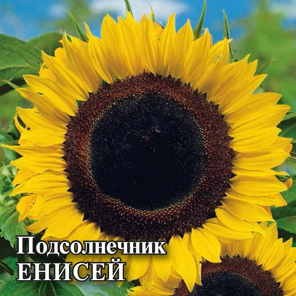Семена Подсолнечник Енисей 100 г (Гавриш)