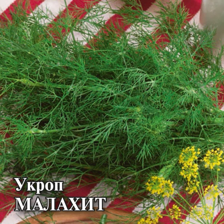 1999947079 Семена Укроп Малахит 25,0 г (Гавриш)